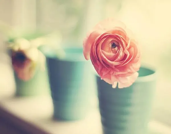120402goctraitim67 F1991.webp