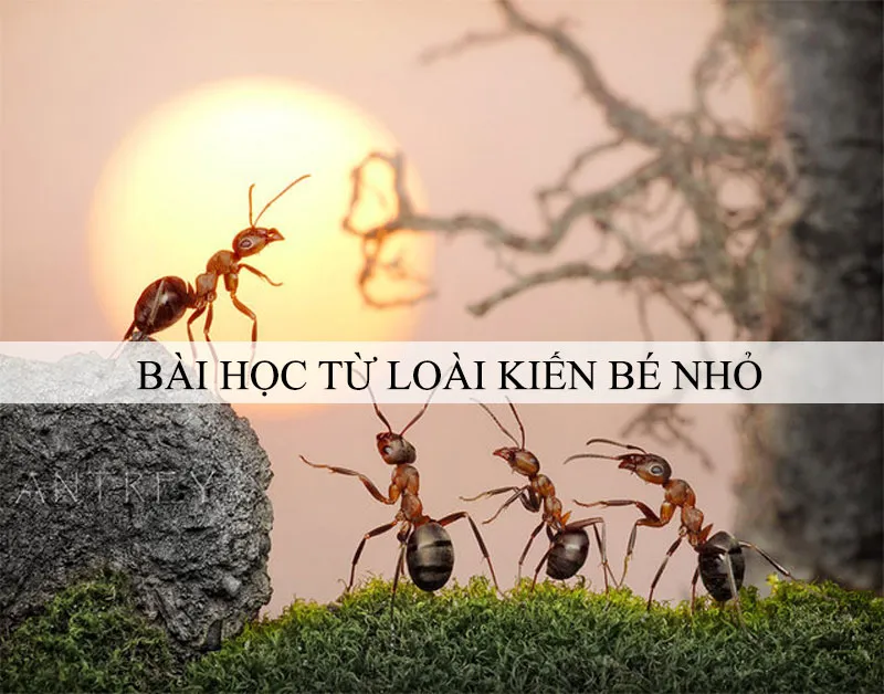 Bai Hoc Tu Loai Kien Be Nho.webp