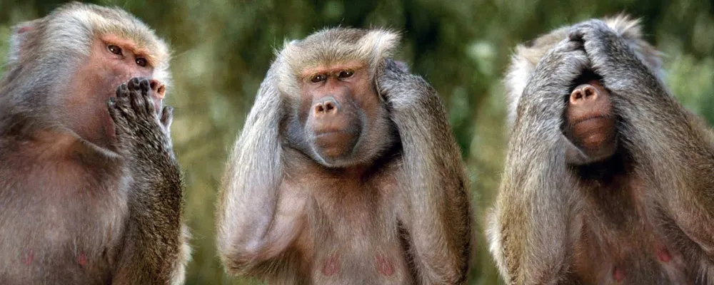 Slide 3wisemonkey6.webp